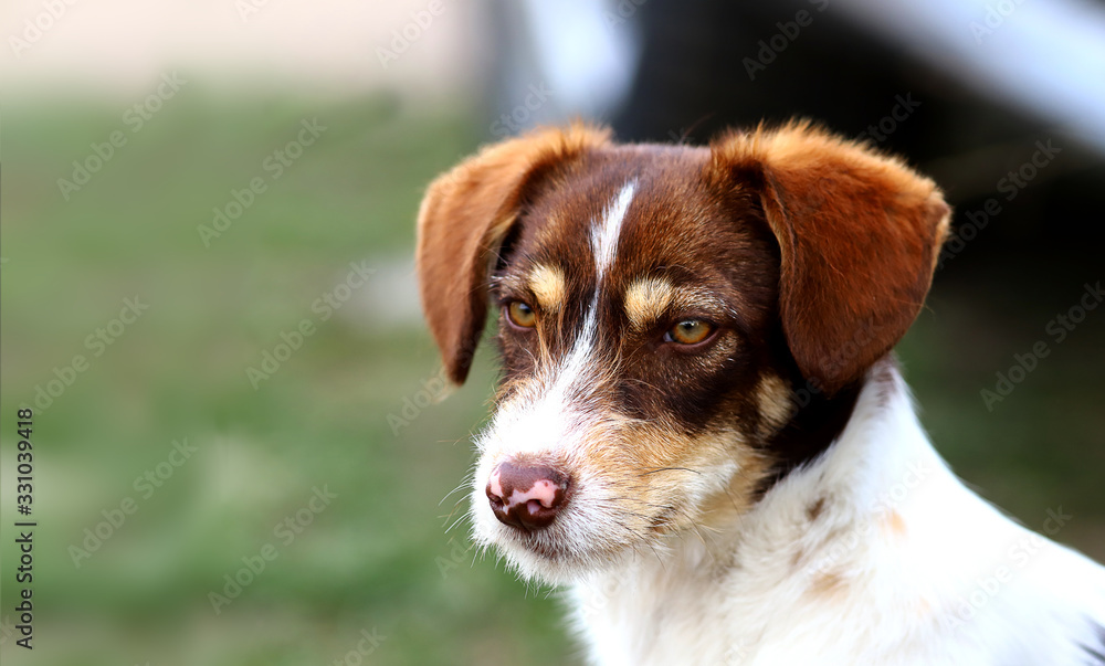 A pied dog sits on a blurry background and looks into the distance.