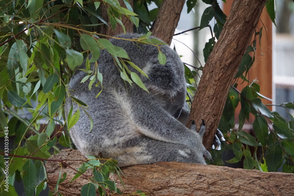 Sleeping koala at Lone Pine Koala Sanctuary Sleeping koala at Lone Pine Koala Sanctuary