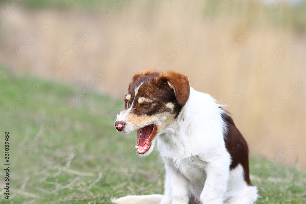 A small pied dog  yawning ...