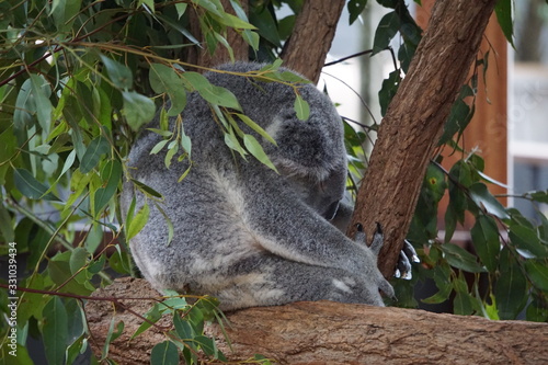 Sleeping koala at Lone Pine Koala Sanctuary photo