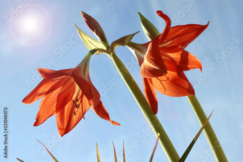 Red zephyr flowers blossom in spring outdoor against blue sky closeup