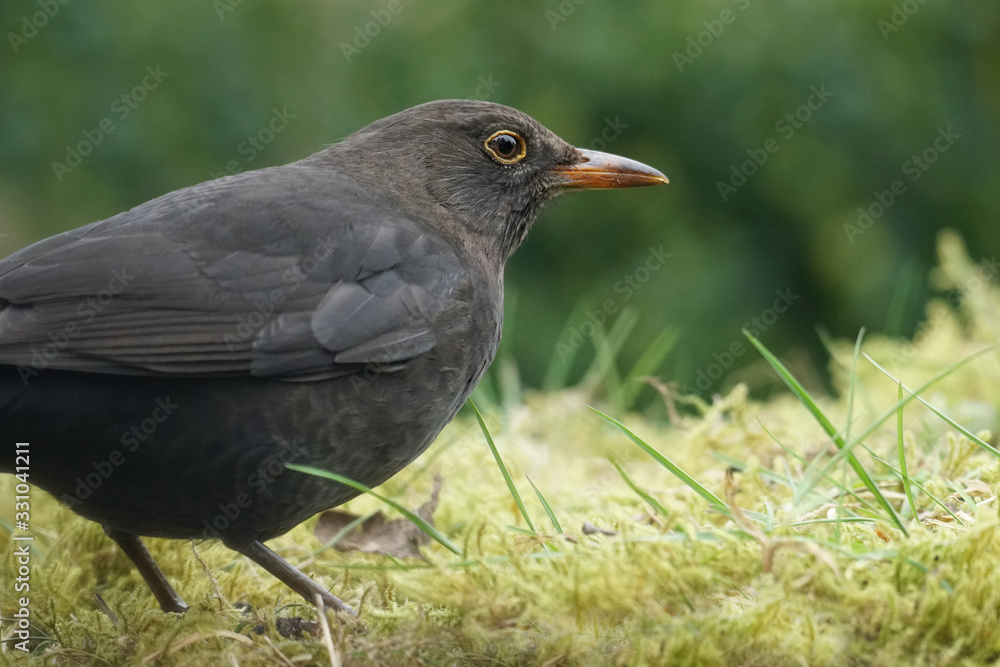 weibliche Amsel, Turdus merula, sucht im Moos nach Futter weibliche Amsel, Turdus merula, sucht im Moos nach Futter