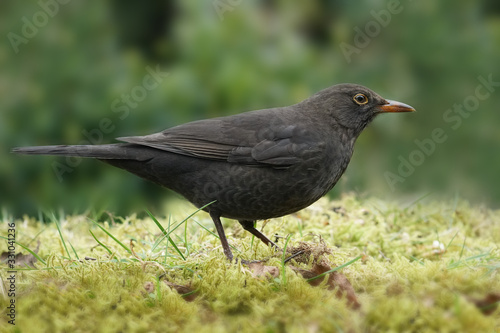 weibliche Amsel, Turdus merula, auf dem Boden, der aus Moos besteht