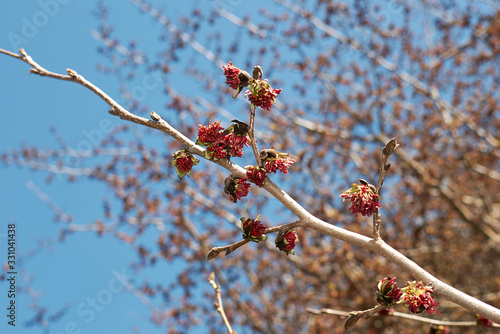 Parrotia persica photo