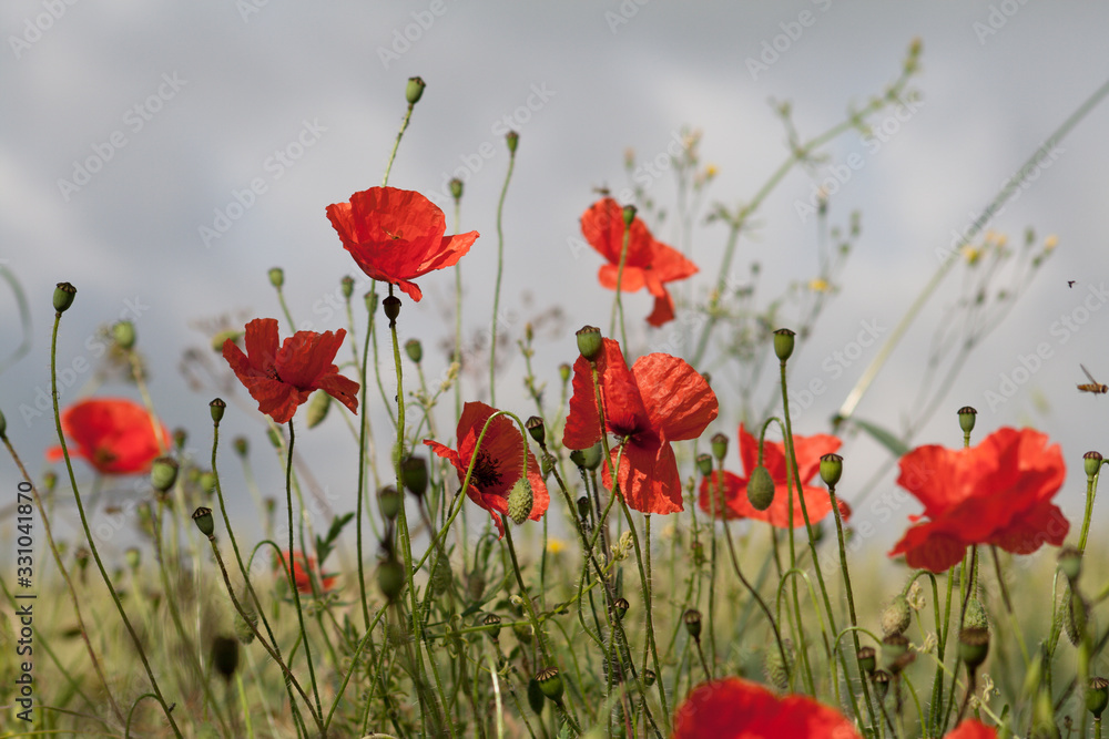 Obraz premium Amapolas