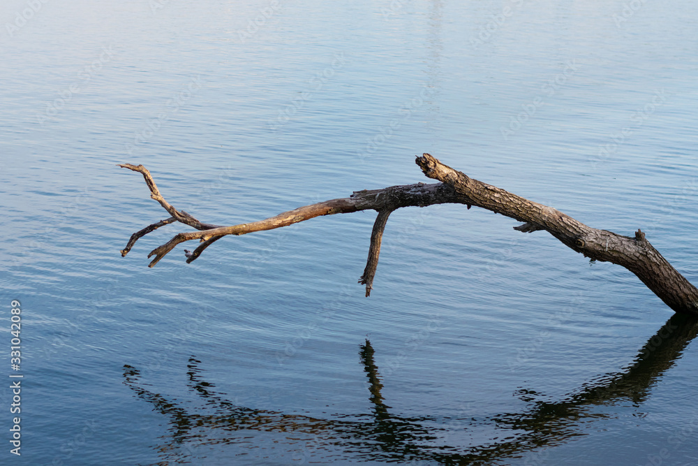 A big fallen tree branch standing above the the water of a lake, Morii Lake, Bucharest, Romania A big fallen tree branch standing above the the water of a lake, Morii Lake, Bucharest, Romania
