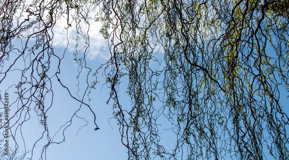 Branches of a weeping willow hanging against blue sky Stock Photo