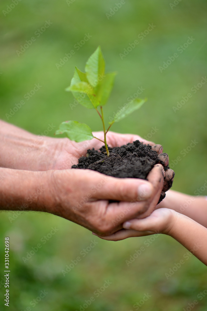granddaughter and grandmother holding plant close up granddaughter and grandmother holding plant close up