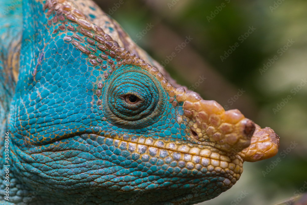 Obraz premium close up of colourful male parson's chamaleon head looking at camera in natural habitat during daylight in andasibe-mantandia national parc madagascar