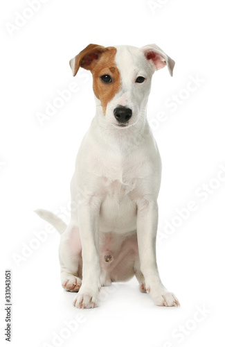 Cute Jack Russel Terrier on white background. Lovely dog © New Africa