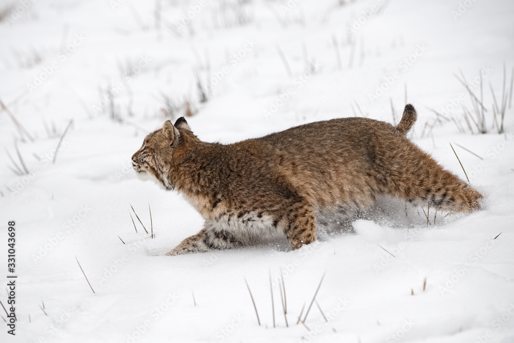 Bobcat (Lynx rufus) Makes Quick Turn Left in Snow Winter Bobcat (Lynx rufus) Makes Quick Turn Left in Snow Winter