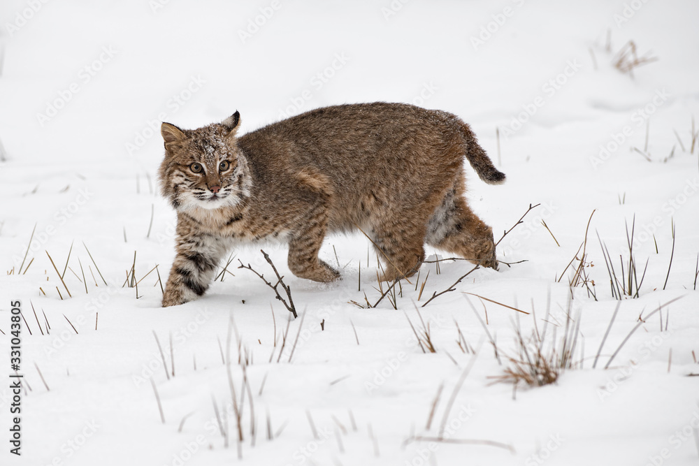Bobcat (Lynx rufus) Steps Through Snow One Ear Back Winter