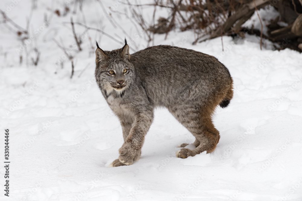 Canadian Lynx (Lynx canadensis) in Snow Starts to Turn Winter
