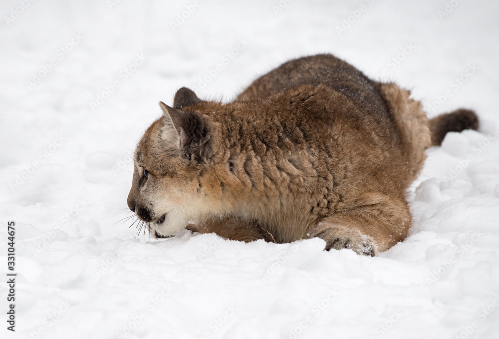 Female Cougar (Puma concolor) Chin to Snow Winter Female Cougar (Puma concolor) Chin to Snow Winter