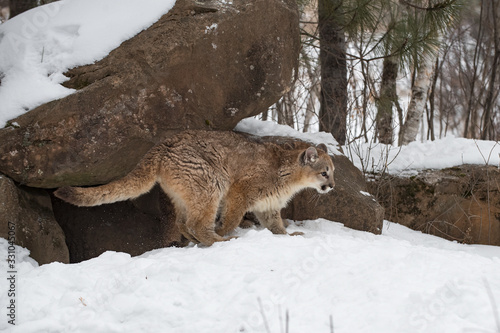 Female Cougars (Puma concolor) Climb Out of Den Winter