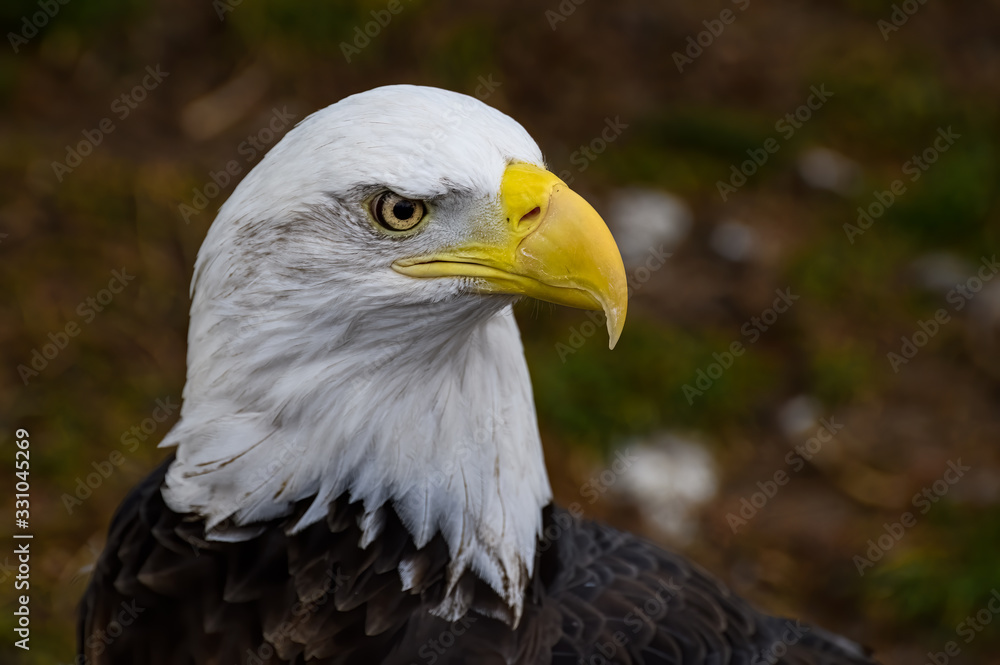 Obraz premium Bald Eagle
