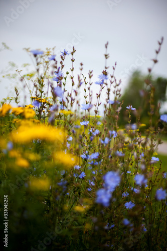 Summer meadow with yellow and blue wild flowers