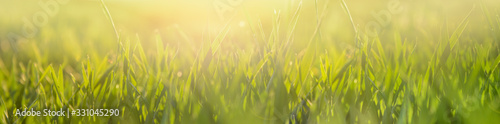 Fresh green grass background with sunlight