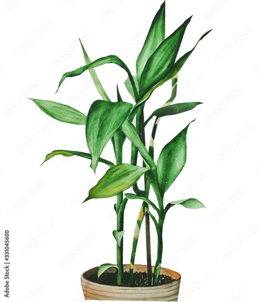 green bamboo in a pot, watercolor illustration. hand drawing on a white background green bamboo in a pot, watercolor illustration. hand drawing on a white background