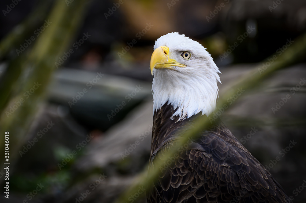 Obraz premium Bald Eagle