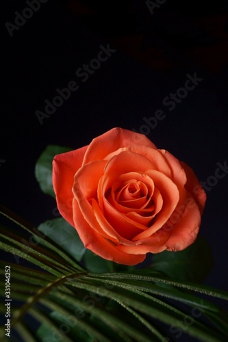 Beautiful background with orange rose