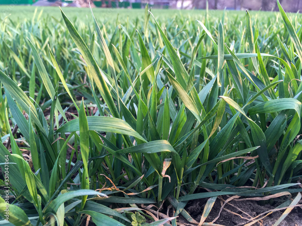 Fototapeta premium Green bushes of young winter wheat in spring growing on field.