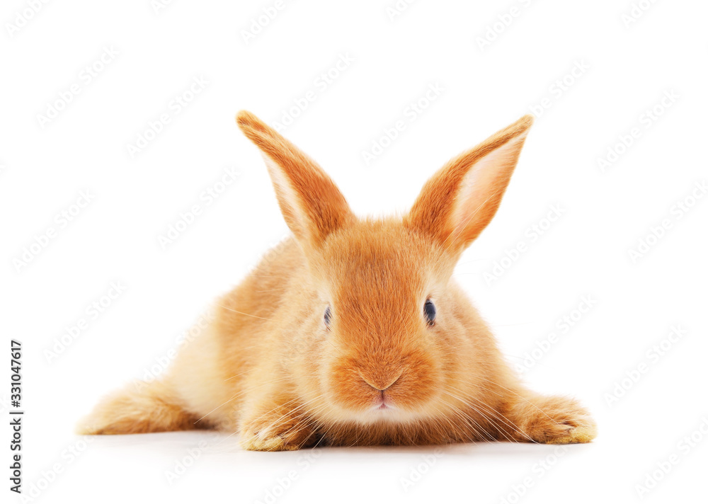 One red rabbit. One red rabbit.