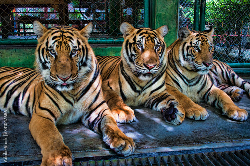 3 Tigers