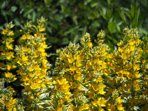 Lysimachia punctata 'Alexander' – yellow loosestrife cultivar with variegated green and white leaves and bright yellow star-shaped flowers, summer-blooming perennial for garden borders
