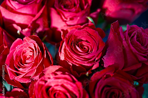 Bunch of fresh red rose flowers. Play of light and shadows. Decorative festive floral pattern or background.