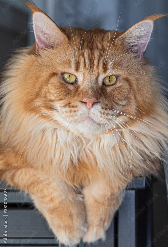 Purebred red Maine Coon cat at home