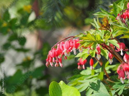 Dicentra spectabilis 'Valentine' - Lamprocapnos spectabilis (bleeding heart). Deep red heart-shaped flowers in spring, elegant perennial for shade gardens, woodland borders.