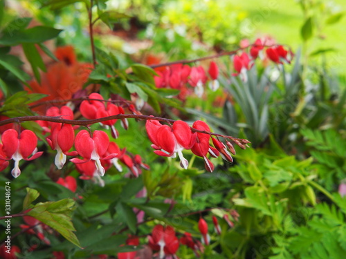 Dicentra spectabilis 'Valentine' - Lamprocapnos spectabilis (bleeding heart). Deep red heart-shaped flowers in spring, elegant perennial for shade gardens, woodland borders.