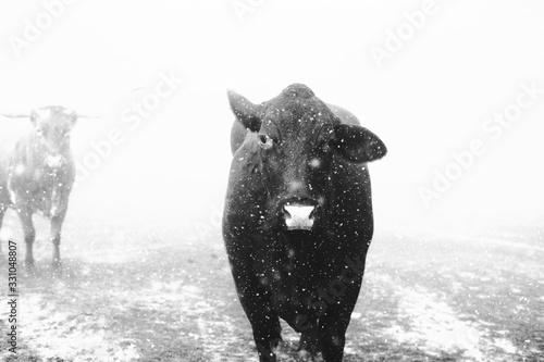 Santa Gertrudis cow behind snow, cattle farm scene in black and white. photo