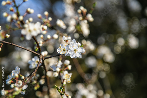 Weiße Blüten im Frühling im aufblühen mit Honiggeruch