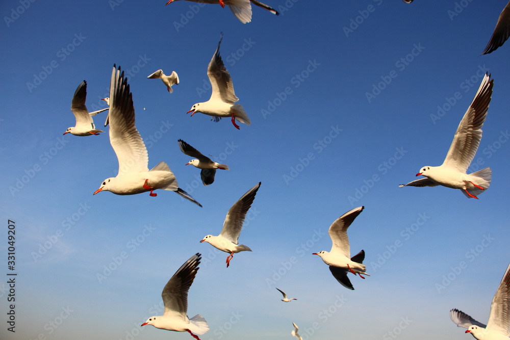 Obraz premium seagulls trying to catch food that people are throwing them