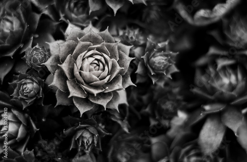 Hens and Chicks in black and white