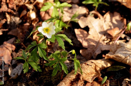 white anemone grows in the forest on the background of dry leaves. wild forest flowers in spring. anemones buds