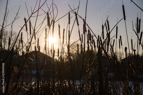Evening sun looking through dried reeds upon roofs of cottage houses in Unionville, Markham, Ontario, Canada