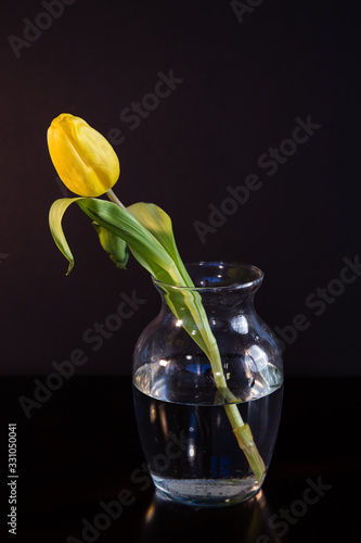 Yellow tulip in a glass vase with dark background