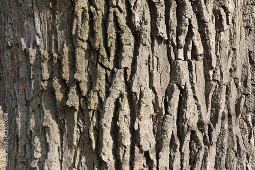 tree bark 1