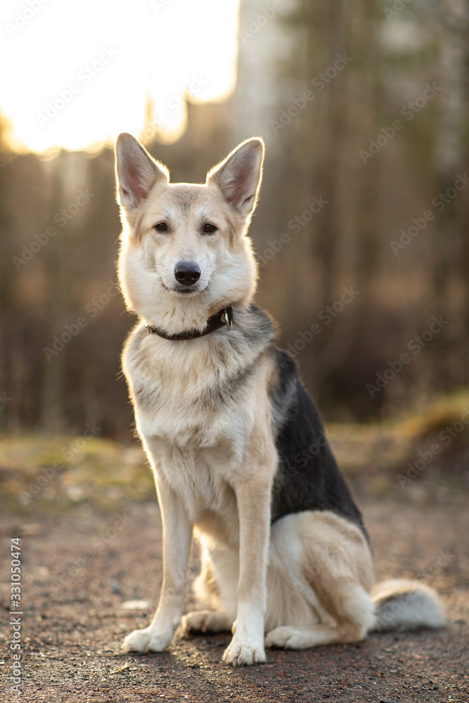 Calm curious lonely Shepherd dog standing against dirt road in sunlight