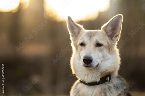 Calm curious lonely Shepherd dog standing against dirt road in sunlight