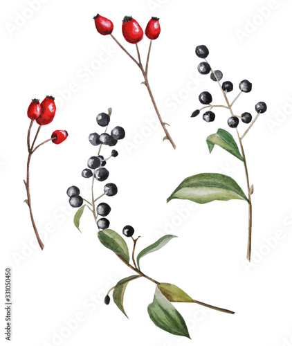 set of red and black berries with leaves. dogrose. watercolor illustration on white background
