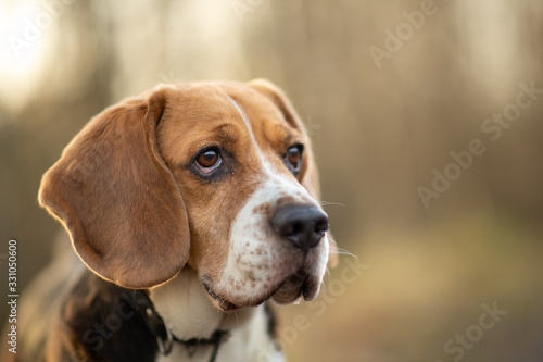Cute beagle dog at walk on lonely road in forest © Alexandr