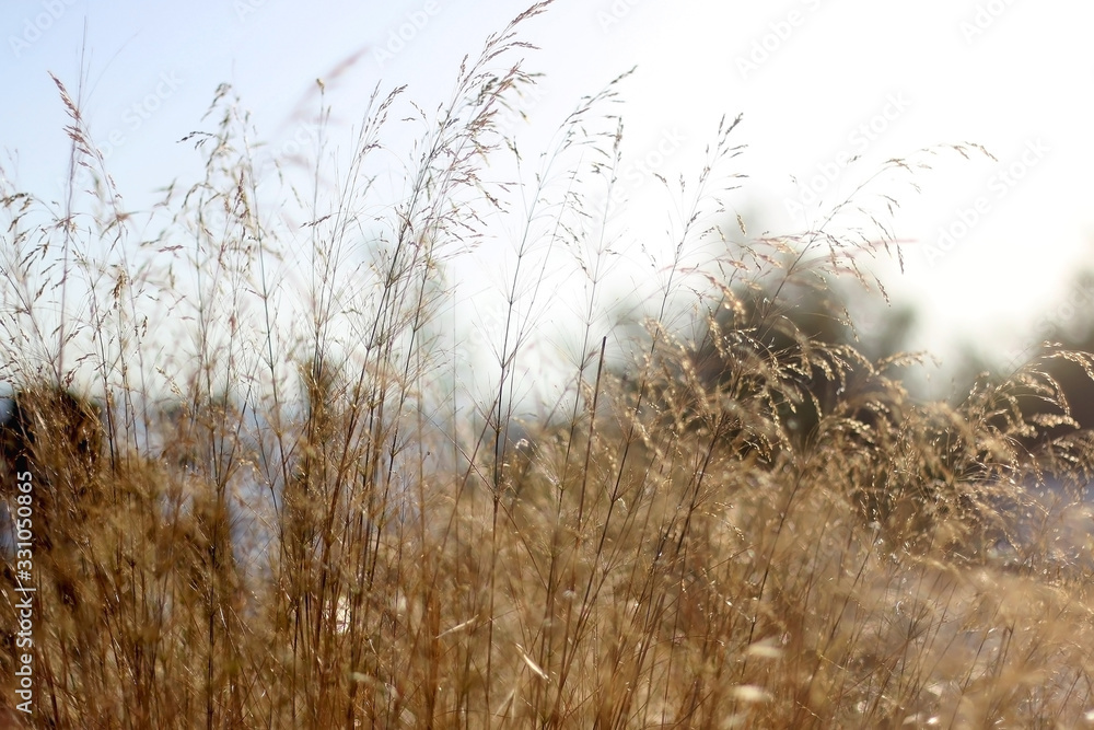 Fototapeta premium Wildflowers in a meadow, illuminated by warm sunset light. Selective focus.