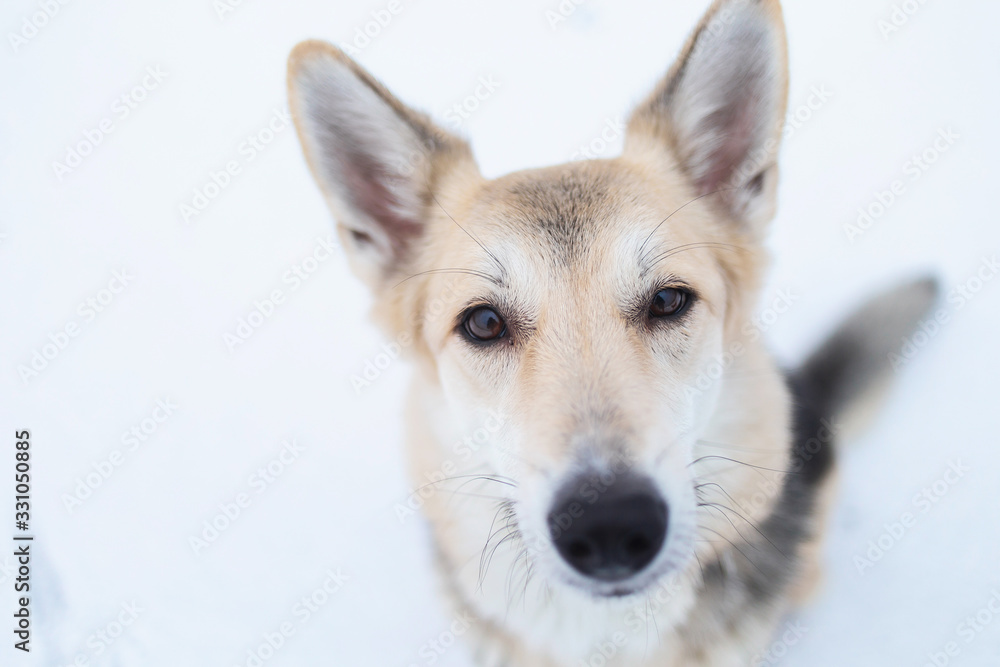 Mixed breed dog outside in winter meadow