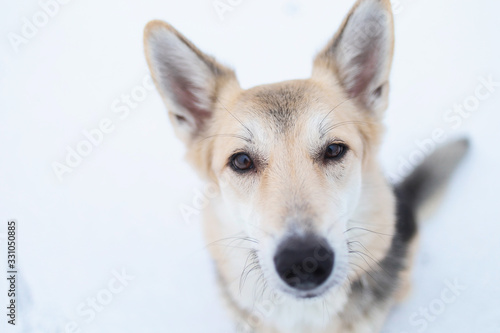 Mixed breed dog outside in winter meadow © Alexandr