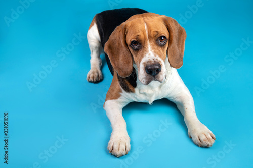 Portrait of a beagle looking at the camera on a blue background © Alexandr