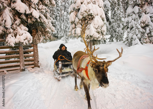 Winter Lapland Reindeer sled racing in Ruka in Finland © Roman Babakin